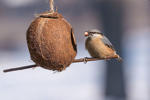 Eurasian nuthatch (Sitta europaea) taking nuts from bird feeder Wood nuthatch (Eurasian nuthatch) taking nuts from bird feeder with copy space Eurasian Nuthatch,Sitta europaea,animal,autumn,background,beak,bird,birdwatching,blue,branch,brown,closeup,copy,diagonal,environment,eurasian,europe,fauna,feather,feeder