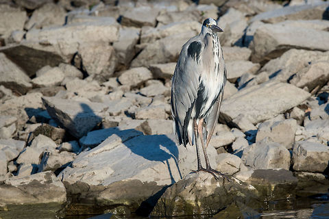 Portrait of grey heron (Ardea cinerea) standing on rocks.  Portrait of grey heron (Ardea cinerea) standing on rocks. Selective focus Ardea cinerea,Greece,Grey heron,animal,beak,bird,close,details,egret,eye,gray,grey,heron,ice,isolated,light,look,looking,natural,nature