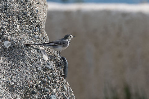 Close-up photography of young beautiful white wagtail or Motacil White wagtail, bird.The wagtails form the passerine bird genus Motacilla. Geotagged,Motacilla alba,White wagtail,animal,background,badajoz,beak,beautiful,beauty,biology,bird,birdwatching,black,close,closeup,copy,cute,europe,fauna,feather