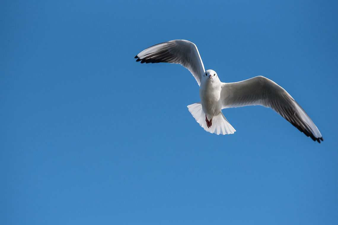 Black-headed gull (Chroicocephalus ridibundus)  in flight Black-headed gull (Chroicocephalus ridibundus)  in flight. Flying towards camera.  Nature and wild bird image. Black-headed gull,Bulgaria,Chroicocephalus,Chroicocephalus ridibundus,background,bird,birdlife,black,blue,burred,camera,close,copy,fanned,feathers,flight,flying,gull,head,headed