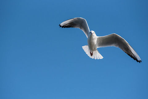 Black-headed gull (Chroicocephalus ridibundus)  in flight Black-headed gull (Chroicocephalus ridibundus)  in flight. Flying towards camera.  Nature and wild bird image. Black-headed gull,Bulgaria,Chroicocephalus,Chroicocephalus ridibundus,background,bird,birdlife,black,blue,burred,camera,close,copy,fanned,feathers,flight,flying,gull,head,headed