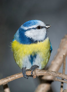 Blue tit (Parus caeruleus)resting on tree branch Eurasian blue tit (Cyanistes caeruleus or Parus caeruleus) sitting on a branch with a blurred background Cyanistes caeruleus,Eurasian blue tit,adorable,alone,animal,beak,beautiful,bird,blue,branch,closeup,cold,colorful,cute,environment,european,fauna,feather,food,freezing