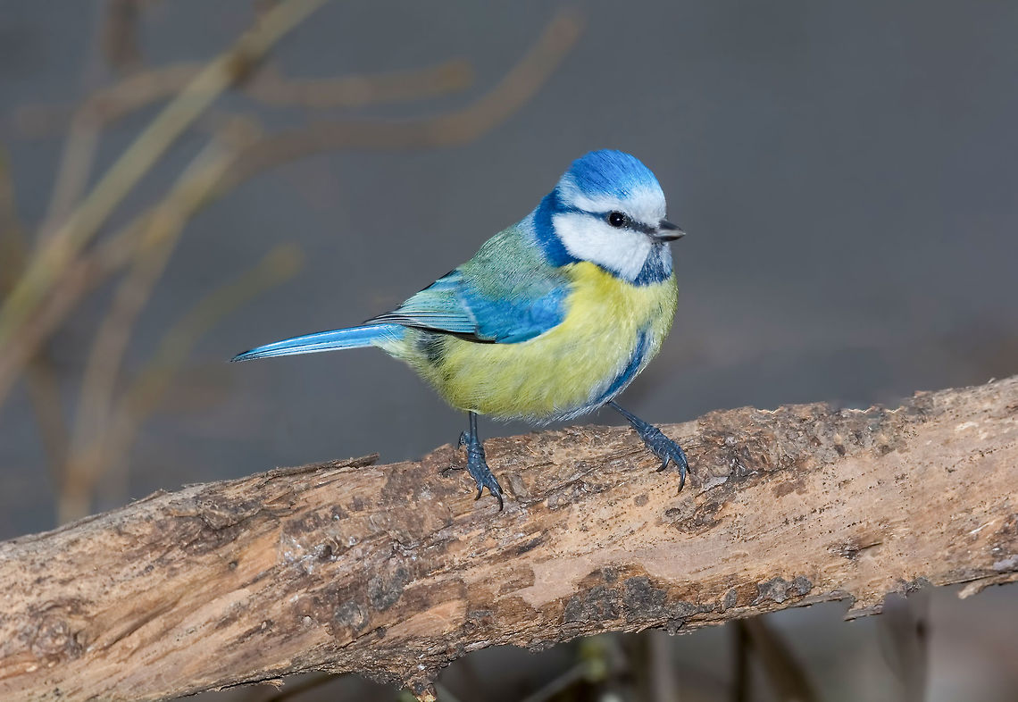 Blue tit (Parus caeruleus)resting on tree branch Eurasian blue tit (Cyanistes caeruleus or Parus caeruleus) sitting on a branch with a blurred background Cyanistes caeruleus,Eurasian blue tit,adorable,alone,animal,beak,beautiful,bird,blue,branch,closeup,cold,colorful,cute,environment,european,fauna,feather,food,freezing