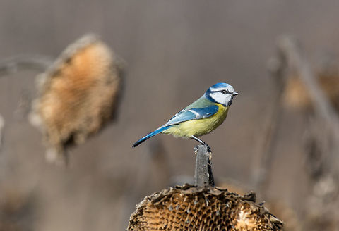 Blue tit (Parus caeruleus)resting on dry sunflower Parus caeruleus tit perched on a branch eating a sunflower seed Cyanistes caeruleus,Eurasian blue tit