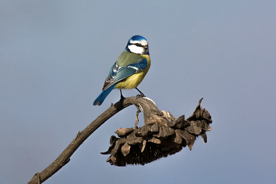 Blue tit (Parus caeruleus)resting on dry sunflower Parus caeruleus tit perched on a branch eating a sunflower seed Cyanistes caeruleus,Eurasian blue tit,adorable,alone,animal,beak,beautiful,bird,blue,branch,closeup,cold,colorful,cute,environment,european,fauna,feather,food,freezing