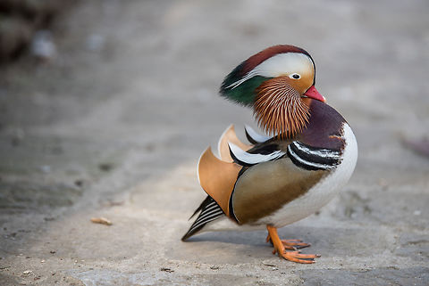 Closeup male mandarin duck (Aix galericulata) Closeup male mandarin duck on the ground  Aix galericulata,Bulgaria,Geotagged,Mandarin duck,animal,aves,bird,brown,closeup,color,colorful,colour,colourful,duck,feather,green,lake,male,mandarin,mirror