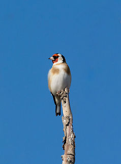 Perching Goldfinch (Carduelis carduelis) in early winter Parus caeruleus tit perched on a branch eating a sunflower seed Carduelis carduelis,European goldfinch,Geotagged,Greece,animal,beak,bird,blue,eat,feather,feed,hand,nature,outdoor,palm,park,small,songbird,tit,titmouse