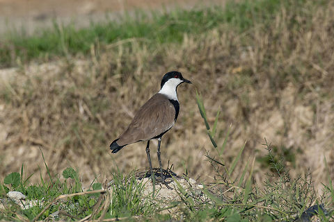 Spur-winged lapwing searching food by a river A Spur-Winged Lapwing (Vanellus Spinosus) standing cautiously Cyprus,Geotagged,Spur-winged lapwing,Vanellus spinosus,africa,african,animal,beach,beautiful,bird,black,brown,calling,calm,gambia,grass,lake,lapwing,natural,nature