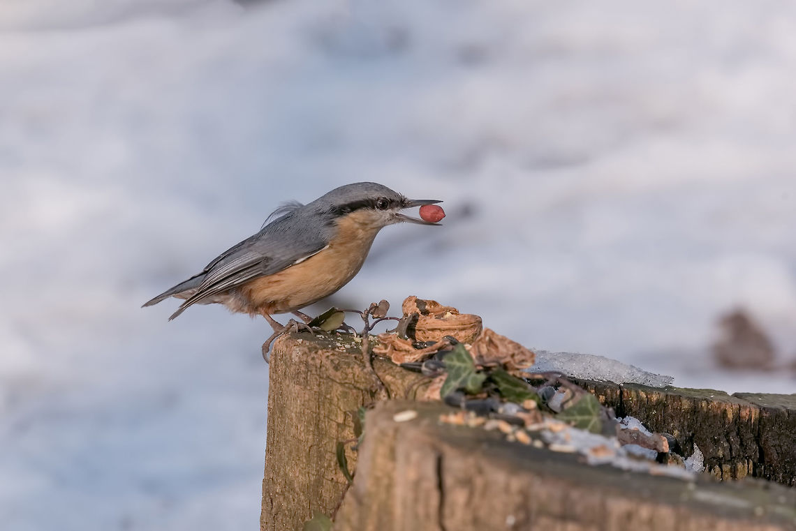 Eurasian nuthatch (Sitta europaea) taking nuts from bird feeder Wood nuthatch (Eurasian nuthatch) taking nuts from bird feeder with copy space Eurasian Nuthatch,Sitta europaea,animal,autumn,background,beak,bird,birdwatching,blue,branch,brown,closeup,copy,diagonal,environment,eurasian,europe,fauna,feather,feeder