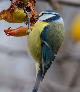The great tit (Parus major) is a passerine bird in the tit famil Cute  Great tit (Parus major) bird in yellow black color eating an apple Apple,Great Tit,Parus major,adorable,alone,animal,beak,beautiful,bird,branch,closeup,cold,colorful,cute,environment,europe,european,fauna,feather,food