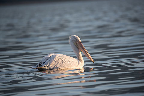 Dalmatian pelican (Pelecanus crispus) in Kerkini lake Dalmatian curly pelican (Pelecanus crispus) the world's largest freshwater bird Dalmatian Pelican,Greece,Pelecanus,Pelecanus crispus,alone,animal,beak,beautiful,big,bird,crispus,curly,dalmatian,eating,feather,freshwater,gray,great,kinky,lake