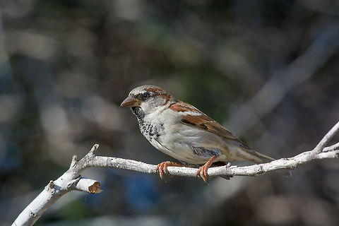 House Sparrow Passer domesticus sitting on a branch Beautiful little sparrow bird in natural background .Generally, sparrows are small, plump, brown-grey birds with short tails and stubby, powerful beaks House sparrow,Passer domesticus,Passeridae,United Kingdom,animal,autumn,background,bird,branch,bright,brown,city,common,countryside,cute,domestic,domesticus,environment,european,fall