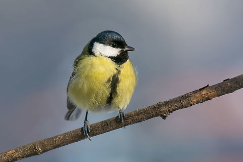 The great tit (Parus major) is a passerine bird in the tit famil Cute  Great tit (Parus major) bird in yellow black color sitting on tree branch Bulgaria,Great Tit,Parus major,adorable,alone,animal,beak,beautiful,bird,branch,closeup,cold,colorful,cute,environment,europe,european,fauna,feather,food