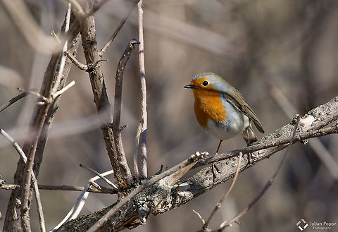 The European robin (Erithacus rubecula) on a tree branch in garden European robin tweeting on a tree branch in garden. Bulgaria,Erithacus rubecula,European Robin,animal,beak,beautiful,bird,branch,breast,cheerful,chest,chirp,chirping,close,closeup,erithacus,europe,european,eye,facing