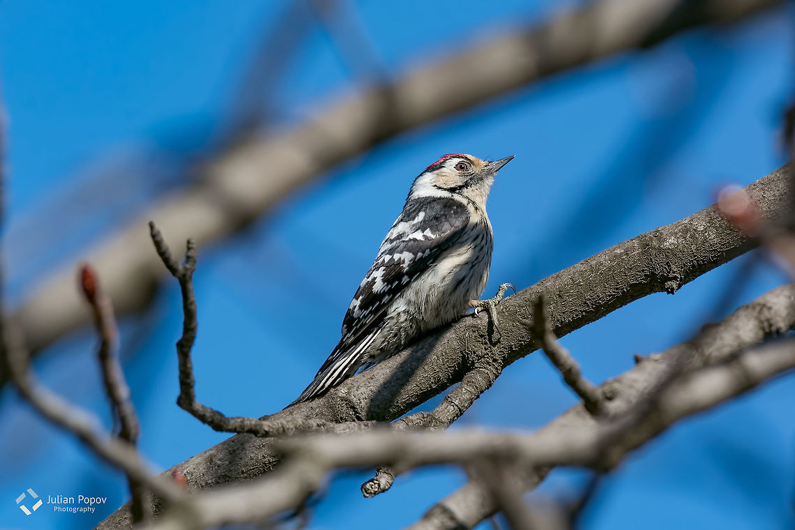 The Lesser Spotted Woodpecker (Dendrocopos minor) in the wood. Spotted Woodpecker sitting on the tree branch in garden. Bulgaria,Dendrocopos minor,Lesser Spotted Woodpecker,bark,beak,beautiful,beauty,bill,bird,black,breeding,bright,bringing,cavity,colorful,dendrocopos,dryobates,entrance,europe,european