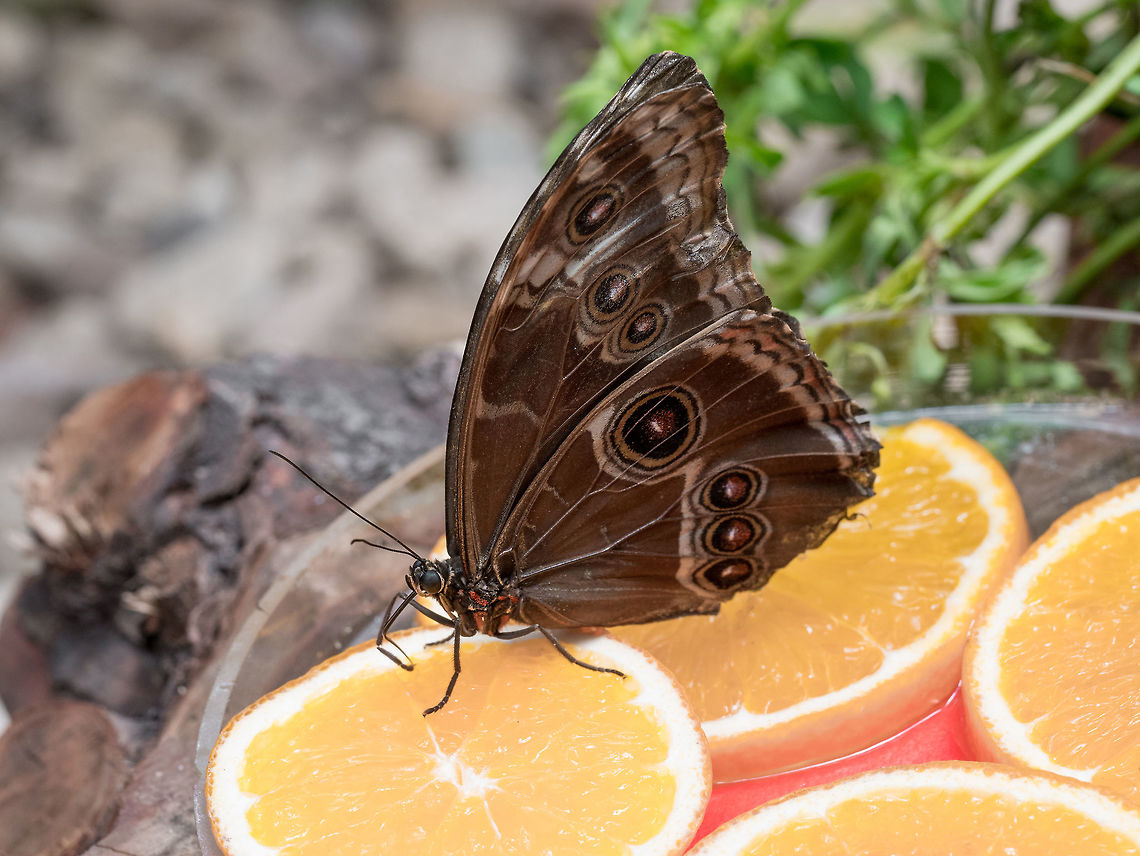 Close up on Blue Morpho Close up of a Blue Morpho butterfly feeding on slices of orange fruits. Macro, shallow depth of field Morpho peleides,Peleides Blue Morpho,animal,antennae,beautiful,bright,brown,bug,butterfly,caligo,close,closeup,colorful,colors,delicate,detail,elegant,entomology,environment,eye
