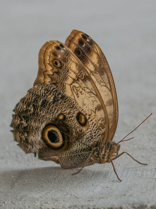 Close up on Owl Butterfly (Caligo Memnon)  Close up of Owl butterfly feeding on slices of orange fruits. Macro, shallow depth of field Caligo memnon,Giant Owl,animal,antennae,beautiful,bright,brown,bug,butterfly,caligo,close,closeup,colorful,colors,delicate,detail,elegant,entomology,environment,eye