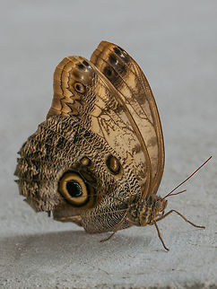 Close up on Owl Butterfly (Caligo Memnon)  Close up of Owl butterfly feeding on slices of orange fruits. Macro, shallow depth of field Caligo memnon,Giant Owl,animal,antennae,beautiful,bright,brown,bug,butterfly,caligo,close,closeup,colorful,colors,delicate,detail,elegant,entomology,environment,eye