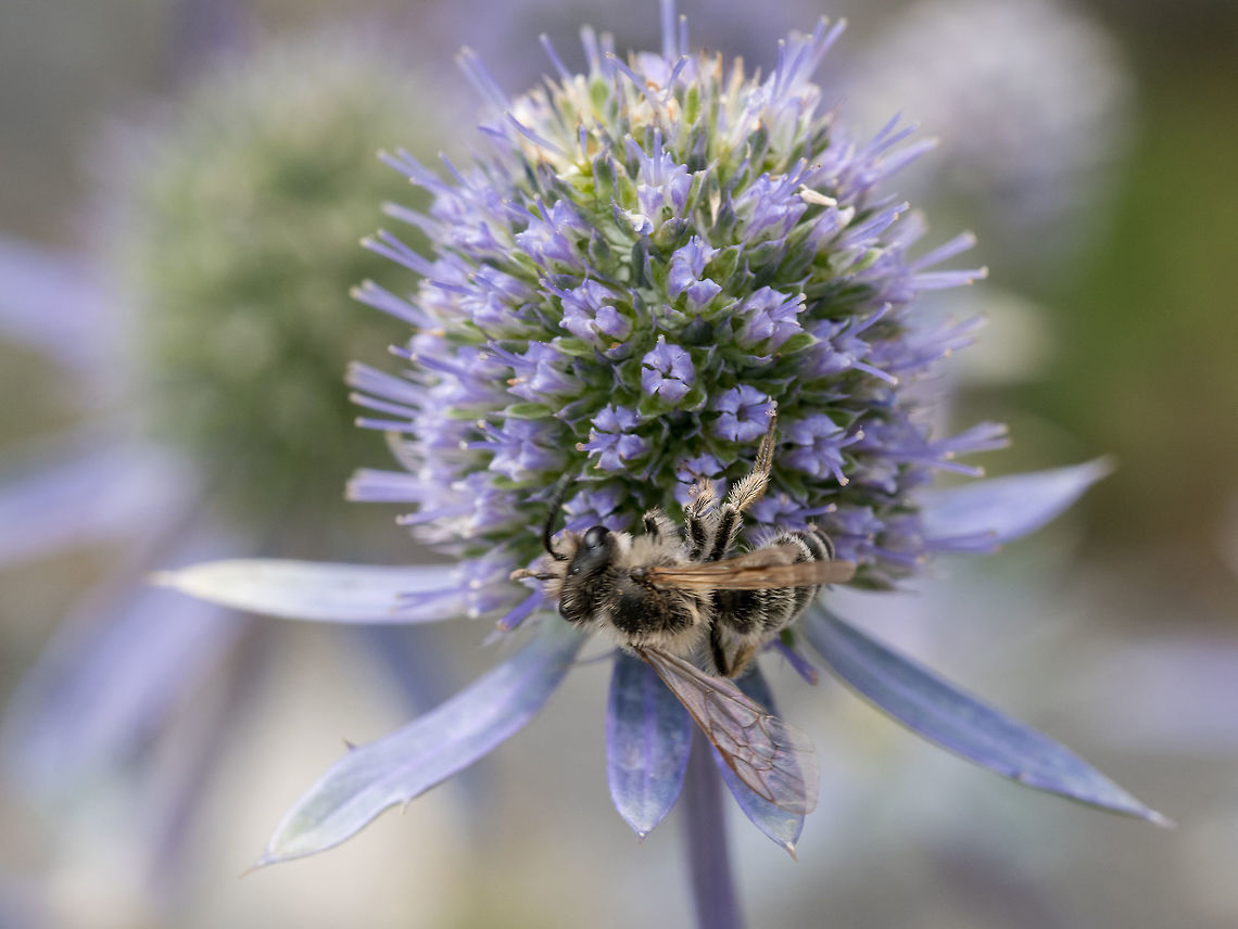 Healing herbs. Eryngium planum. Blue Sea, violet holly healthcar Close up of sea holly blue inflorescence (eryngium planum )  Wild medicinal plants of Siberia. Macro, shallow depth of field Eryngium planum,alpinum,aluminum,background,beautiful,bloom,blooming,blossoms,blue,bouquet,bunch,close-up,closeup,colorful,composition,decor,decoration,decorative,design,eryngium
