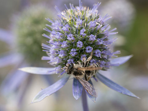 Healing herbs. Eryngium planum. Blue Sea, violet holly healthcar Close up of sea holly blue inflorescence (eryngium planum )  Wild medicinal plants of Siberia. Macro, shallow depth of field Eryngium planum,alpinum,aluminum,background,beautiful,bloom,blooming,blossoms,blue,bouquet,bunch,close-up,closeup,colorful,composition,decor,decoration,decorative,design,eryngium