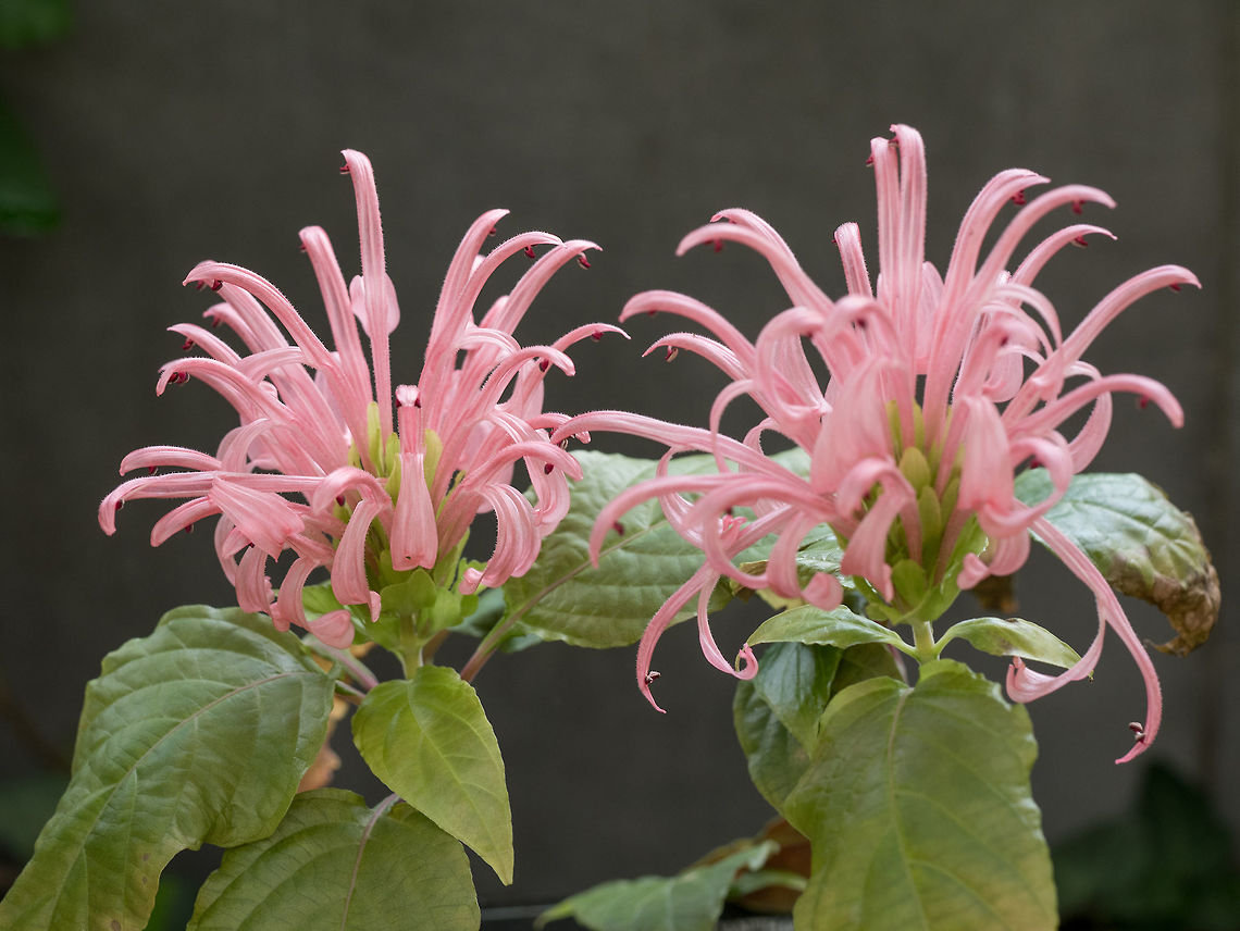 Flamingo flower or Brazilian plume flower in summer garden Flamingo flower or Brazilian plume flower (Justicia carnea) Macro, shallow depth of field Justicia umbrosa,australia,australian,bloom,blooming,blossom,brazilian,carnea,city,flamingo,flora,floral,flower,garden,jacobinia,justicia,magenta,natural,nature,park