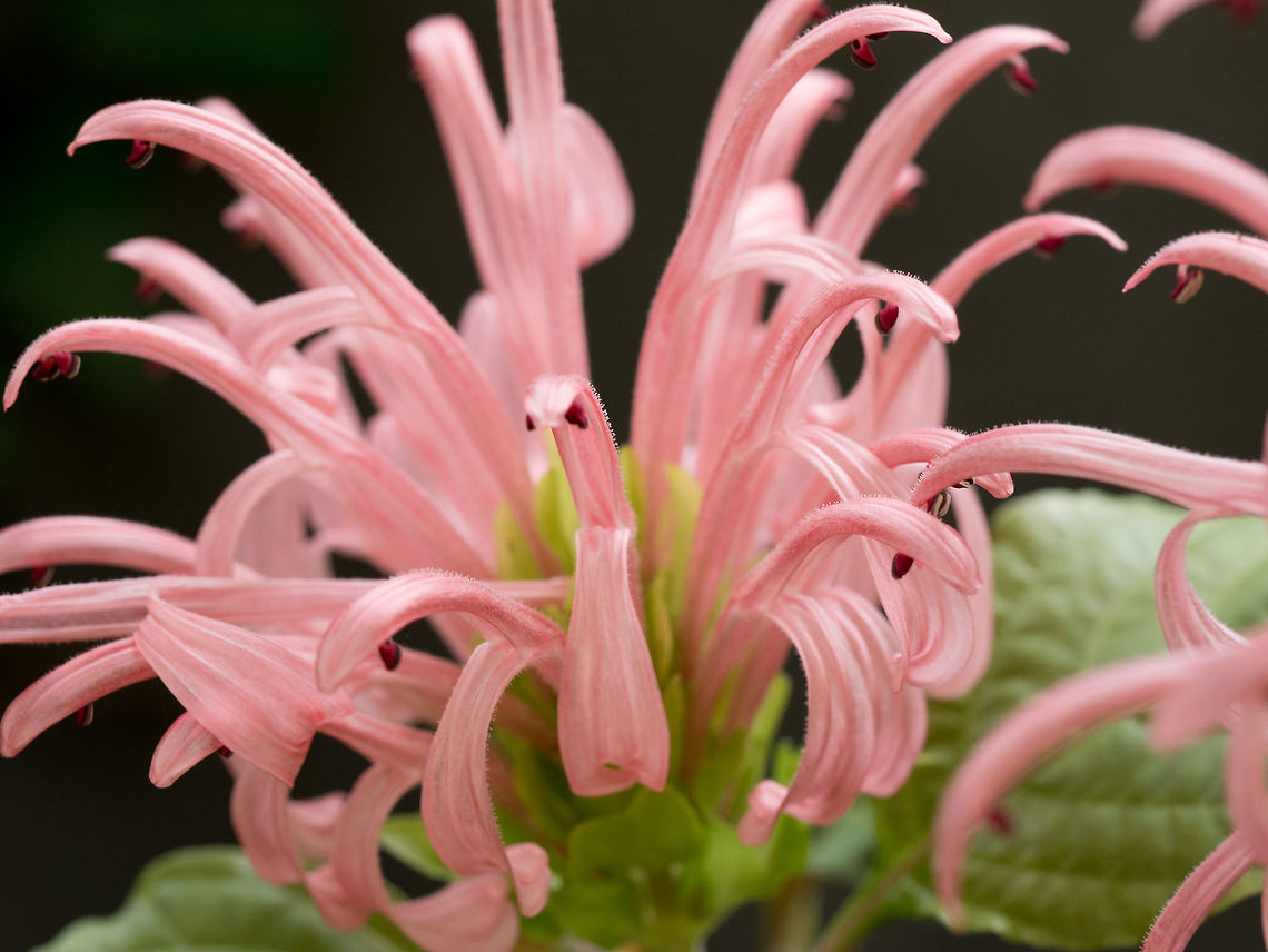 Flamingo flower or Brazilian plume flower in summer garden Flamingo flower or Brazilian plume flower (Justicia carnea) Macro, shallow depth of field Justicia umbrosa,australia,australian,bloom,blooming,blossom,brazilian,carnea,city,flamingo,flora,floral,flower,garden,jacobinia,justicia,magenta,natural,nature,park