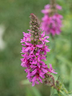 Close up of Lithrum salicaria flower Close up of Lithrum salicaria flower. Macro, shallow depth of field Lithrum salicaria,Lythrum salicaria,america,beauty,bird,bush,color,day,flower,foreground,frame,grass,green,horizontal,inflorescence,lake,leaf,locations,loosestrife,lythrum