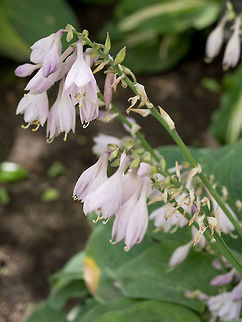 Hosta hybrid 'Royal Standard' white flowers Cultivar Hosta hybrid 'Royal Standard' (Liliaceae) in the summer garden Beautiful,botanical,botany,bright,close-up,colour,composition,cultivar,decorative,ecology,fresh,freshly,garden,grass,green,herb,hosta,hybrid,leaf,liliaceae