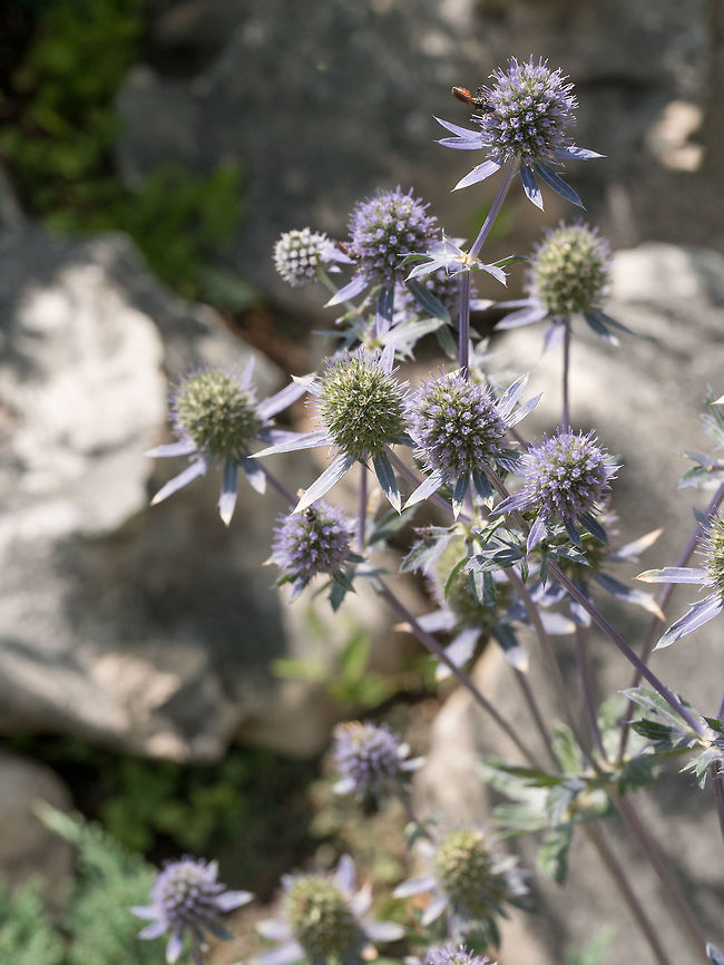 Healing herbs. Eryngium planum. Blue Sea, violet holly healthcar Close up of sea holly blue inflorescence (eryngium planum )  Wild medicinal plants of Siberia. Macro, shallow depth of field Eryngium planum,alpinum,aluminum,background,beautiful,bloom,blooming,blossoms,blue,bouquet,bunch,close-up,closeup,colorful,composition,decor,decoration,decorative,design,eryngium
