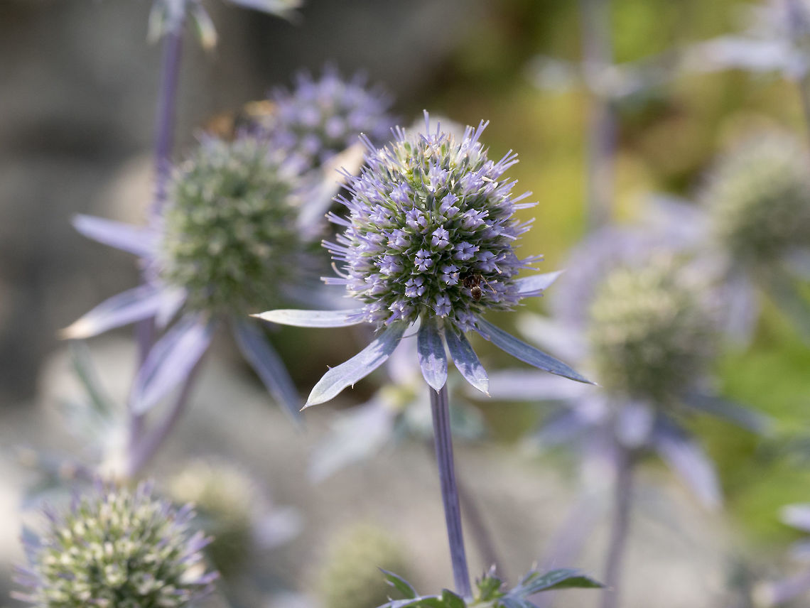Healing herbs. Eryngium planum. Blue Sea, violet holly healthcar Close up of sea holly blue inflorescence (eryngium planum )  Wild medicinal plants of Siberia. Macro, shallow depth of field Eryngium planum,alpinum,aluminum,background,beautiful,bloom,blooming,blossoms,blue,bouquet,bunch,close-up,closeup,colorful,composition,decor,decoration,decorative,design,eryngium