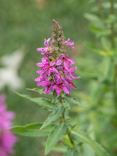 Close up of Lithrum salicaria flower Close up of Lithrum salicaria flower. Macro, shallow depth of field Lithrum salicaria,Lythrum salicaria,america,beauty,bird,bush,color,day,flower,foreground,frame,grass,green,horizontal,inflorescence,lake,leaf,locations,loosestrife,lythrum