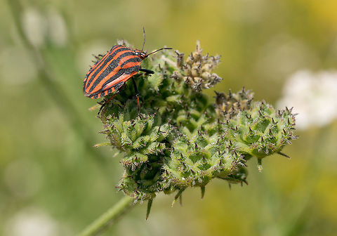 Colorful shield bug on the top of green leaf. Red black insect P Stink bug bar or Graphosoma striped (lat: Graphosoma italicum) is a bug from the family Real shchitnik. Macro, shallow depth of field Bulgaria,Graphosoma,Graphosoma italicum,Minstrel Bug,aerial,animal,antenna,background,bug,bush,closeup,crawl,focus,green,hemiptera,heteroptera,leaf,macro,nature