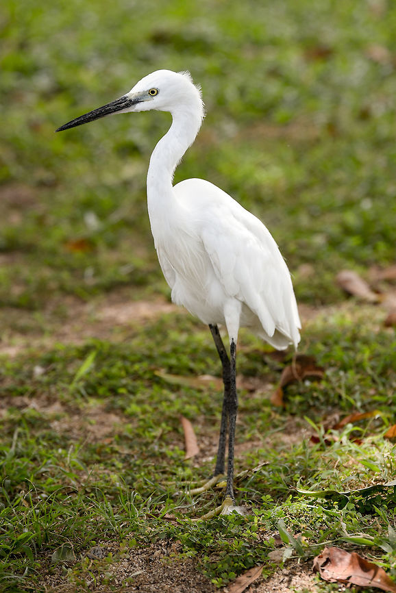 Little white Egret, Egreta garzetta Little white Egret, Egreta garzetta Egretta garzetta,Geotagged,Little Egret,Little egret,Sri Lanka,Summer,animal,birds,birdwatching,egret,egretta,fish nature,garzetta,heron,marsh,migratory,swamp,water,white,wildlife