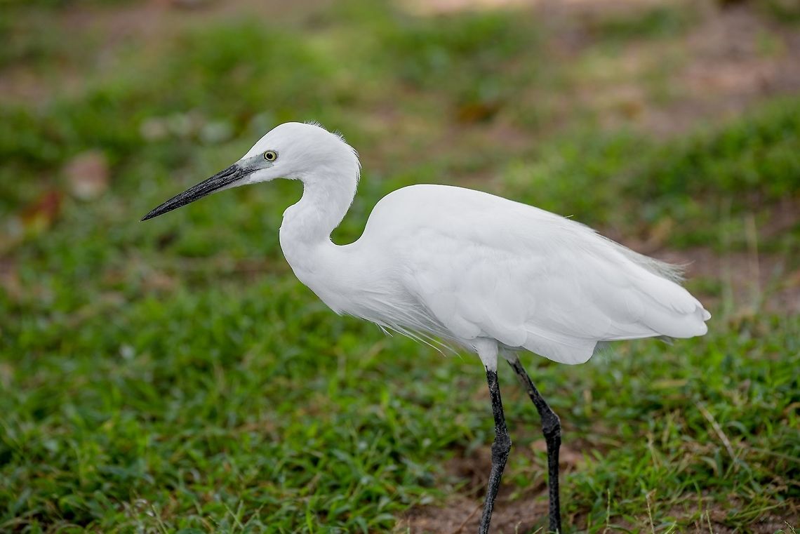 Little white Egret, Egreta garzetta Little white Egret, Egreta garzetta Egretta garzetta,Geotagged,Little Egret,Little egret,Sri Lanka,Summer,animal,birds,birdwatching,egret,egretta,fish nature,garzetta,heron,marsh,migratory,swamp,water,white,wildlife