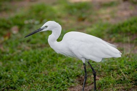 Little white Egret, Egreta garzetta Little white Egret, Egreta garzetta Egretta garzetta,Geotagged,Little Egret,Little egret,Sri Lanka,Summer,animal,birds,birdwatching,egret,egretta,fish nature,garzetta,heron,marsh,migratory,swamp,water,white,wildlife