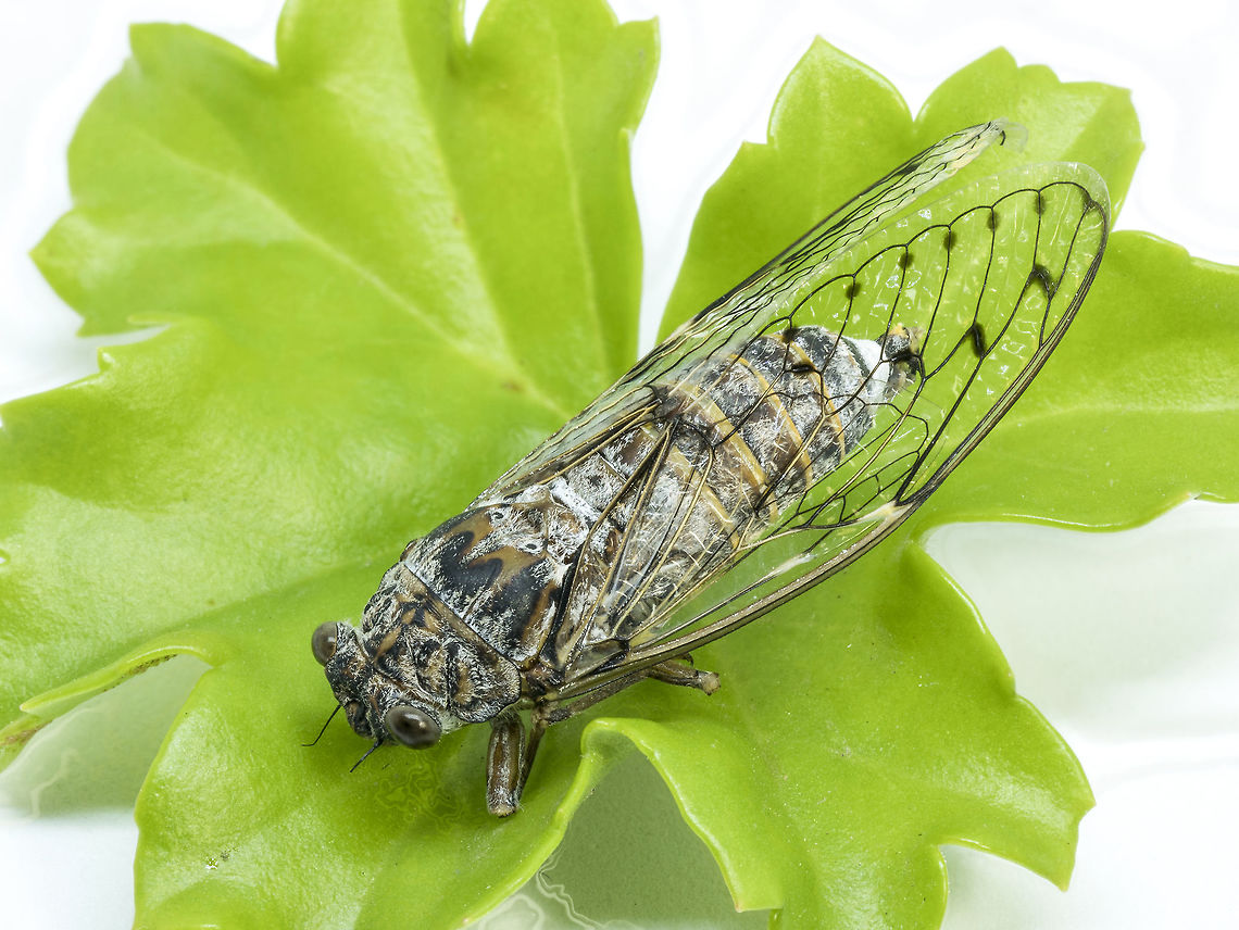 Cicadas in green leaf close up insect from nature Close-up of  Cicada resting on a green leaf.Macro shot Cicadeta montana,Cicadetta montana,animal,background,body,brown,bug,buzz,cicada,cicadidae,cicadoidea,cicadomorpha,close,close up,close-up,copy,cricket,delicate,detail,exoskeleton