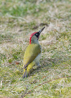 Male Green Woodpecker (Picus viridis) Looking for a Food on the  European green woodpecker (Picus viridis) Natural forest background Bulgaria,European Green Woodpecker,Picus viridis,Songbird,animal,beauty,bird,blue,branch,bud,closeup,fauna,flower,garden,gold,grass,green,leaf,male,nature