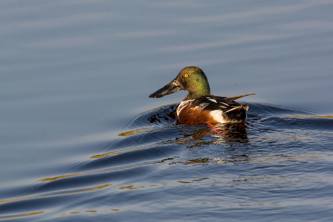Northern shoveler (Anas clypeata) swimming in natural water Northern shoveler (Anas clypeata) or shoveller can be recognised on its spatulate bill. It is a common and widespread duck. It breeds in northern areas of Europe and Asia and across most of North America Anas clypeata,Cyprus,Northern Shoveler,adorable,anas,anatidae,animal,anseriformes,beak,bill,bird,birdwatching,clypeata,colorful,cute,dabbler,dabbling,duck,europe,european