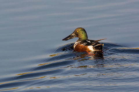 Northern shoveler (Anas clypeata) swimming in natural water Northern shoveler (Anas clypeata) or shoveller can be recognised on its spatulate bill. It is a common and widespread duck. It breeds in northern areas of Europe and Asia and across most of North America Anas clypeata,Cyprus,Northern Shoveler,adorable,anas,anatidae,animal,anseriformes,beak,bill,bird,birdwatching,clypeata,colorful,cute,dabbler,dabbling,duck,europe,european