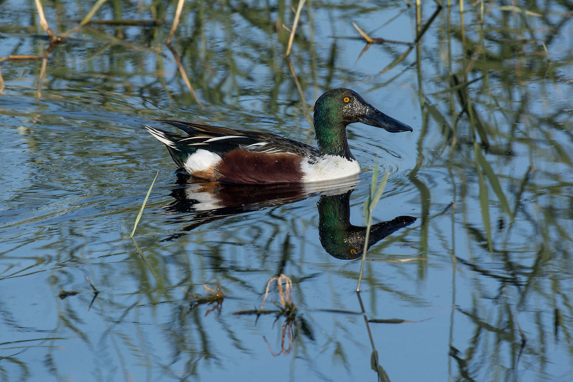 Northern shoveler (Anas clypeata) swimming in natural water Northern shoveler (Anas clypeata) or shoveller can be recognised on its spatulate bill. It is a common and widespread duck. It breeds in northern areas of Europe and Asia and across most of North America. Anas clypeata,Cyprus,Northern Shoveler,adorable,anas,anatidae,animal,anseriformes,beak,bill,bird,birdwatching,clypeata,colorful,cute,dabbler,dabbling,duck,europe,european