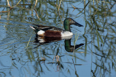 Northern shoveler (Anas clypeata) swimming in natural water Northern shoveler (Anas clypeata) or shoveller can be recognised on its spatulate bill. It is a common and widespread duck. It breeds in northern areas of Europe and Asia and across most of North America. Anas clypeata,Cyprus,Northern Shoveler,adorable,anas,anatidae,animal,anseriformes,beak,bill,bird,birdwatching,clypeata,colorful,cute,dabbler,dabbling,duck,europe,european