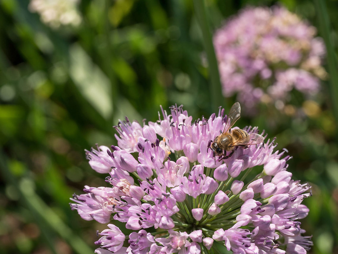 Bee on large spherical umbrellas of wild onion begin to blossom  Bees pollinate large spherical umbrellas of wild onion starting to blossom in small flowers bloom,blooming,blossom,blow,botanical,closeup,colored,colorful,demesne,disposition,feral,fiber,fibre,flora,florescence,flourish,flower,flowering,garden,gardening