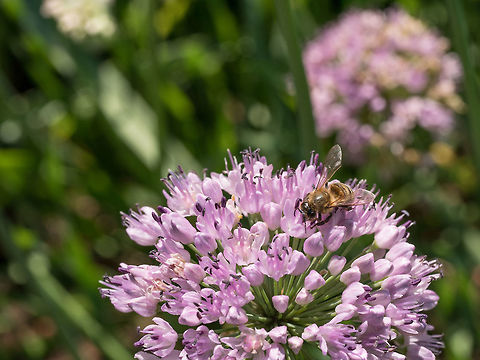 Bee on large spherical umbrellas of wild onion begin to blossom  Bees pollinate large spherical umbrellas of wild onion starting to blossom in small flowers bloom,blooming,blossom,blow,botanical,closeup,colored,colorful,demesne,disposition,feral,fiber,fibre,flora,florescence,flourish,flower,flowering,garden,gardening