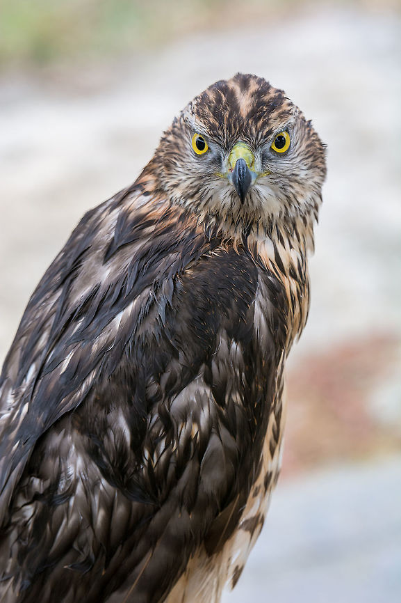 Young handsome hawk in nature Young handsome hawk in nature,Bird of prey Bulgaria,Buteogallus anthracinus,Common black hawk,Geotagged,accipiter,animal,barred,beak,bird,bird watching,blood,capture,close up,eagle,eating,eye,falcon,fast,feather,feeding