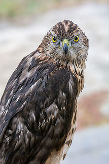 Young handsome hawk in nature Young handsome hawk in nature,Bird of prey Bulgaria,Buteogallus anthracinus,Common black hawk,Geotagged,accipiter,animal,barred,beak,bird,bird watching,blood,capture,close up,eagle,eating,eye,falcon,fast,feather,feeding