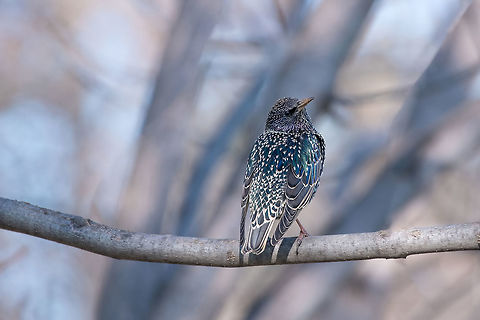Starling on the tree. European Starling (Sturnus vulgaris) Common Starling (Sturnus Vulgaris) Perching on the Branch Bulgaria,Common Starling,Sturnus vulgaris,animal,beak,biology,bird,black,color,common,european,feathers,forest,grass,ground,nature,ornithology,park,spring,starling