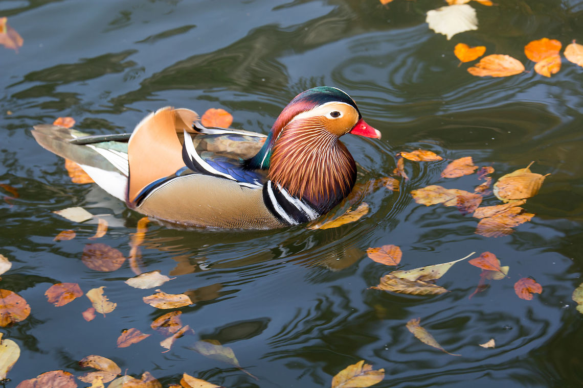 Close up male mandarin duck (Aix galericulata) on the water Mandarin duck, belongs to the numerous Anatid family and is one of the most famous ducks in existence. Aix galericulata,Bulgaria,Mandarin duck,animal,aves,bird,brown,closeup,color,colorful,colour,colourful,duck,feather,green,lake,male,mandarin,mirror,multicolored