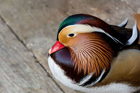 Close up male mandarin duck (Aix galericulata) on wooden board Portrait of Duck. Close up male mandarin duck (Aix galericulata) Aix galericulata,Bulgaria,Geotagged,Mandarin duck,animal,aves,bird,brown,closeup,color,colorful,colour,colourful,duck,feather,green,lake,male,mandarin,mirror
