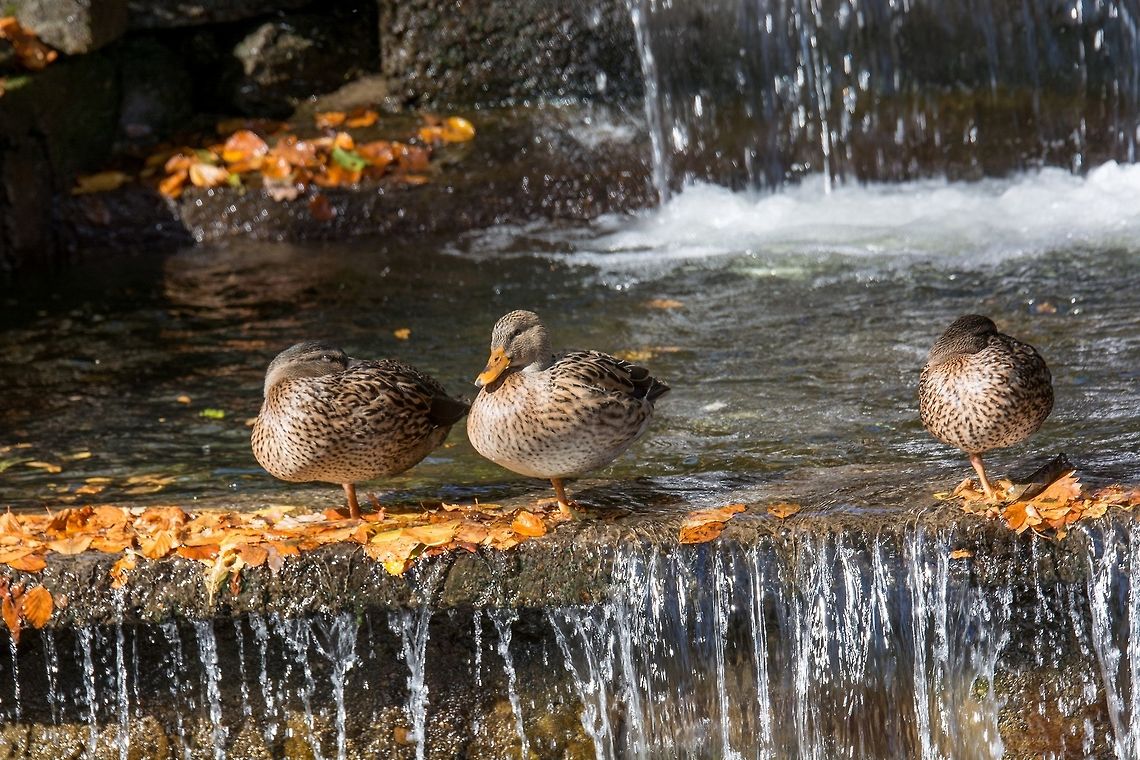 Birds and animals in wildlife. Close up of a Mallard Duck. Femail Three Female Mallard duck, mallard, eurasian wild duck, Anas platyrhynchos Anas platyrhynchos,Bulgaria,Mallard,anas,animal,autumn,beak,bird,blue,breeding,brown,close,colorful,cute,duck,eye,fall,feathers,female,green