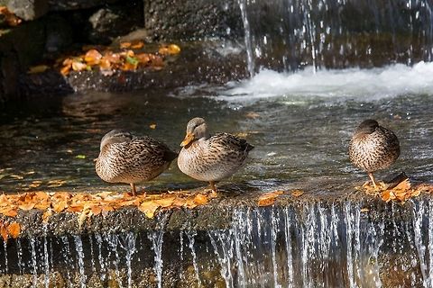 Birds and animals in wildlife. Close up of a Mallard Duck. Femail Three Female Mallard duck, mallard, eurasian wild duck, Anas platyrhynchos Anas platyrhynchos,Bulgaria,Mallard,anas,animal,autumn,beak,bird,blue,breeding,brown,close,colorful,cute,duck,eye,fall,feathers,female,green
